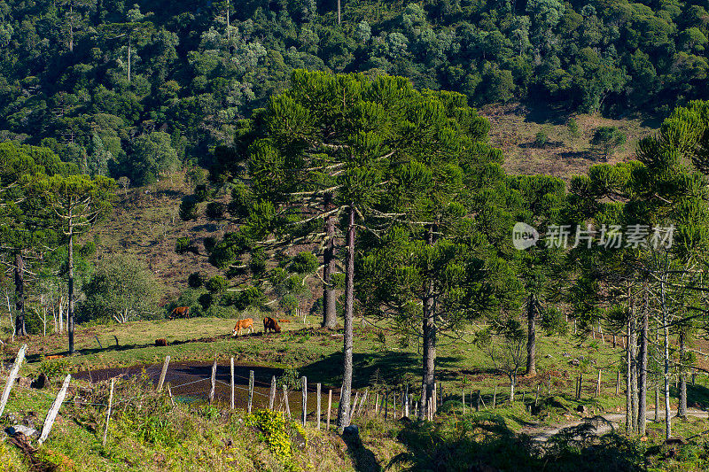 Urubici, Santa Catarina，巴西- araucarias，田野和山脉